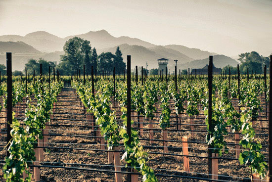 In Napa Valley, Vineyards and Conservationists Battle for the Hills - Yale  E360