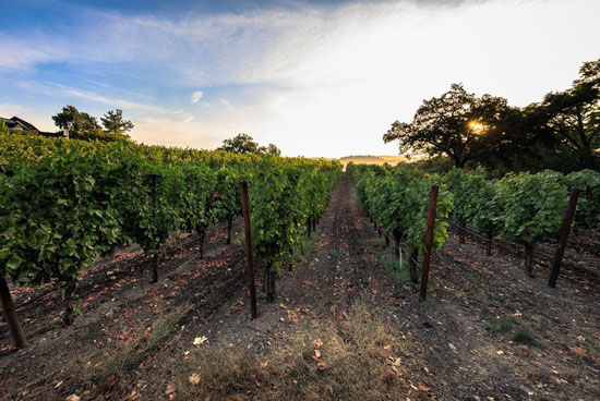 In Napa Valley, Vineyards and Conservationists Battle for the Hills - Yale  E360